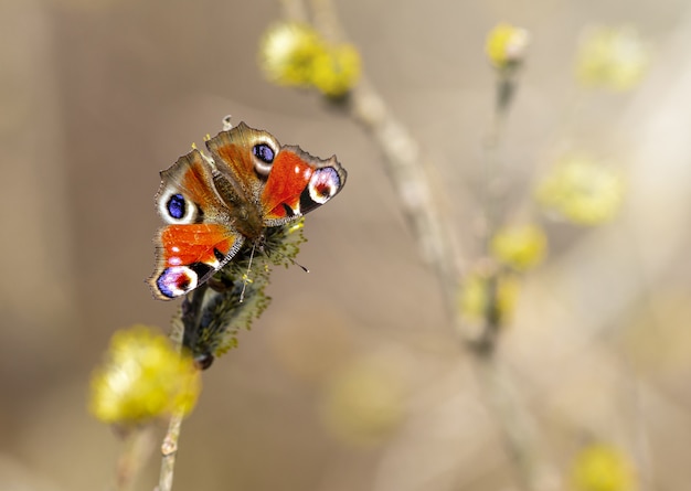 Borboleta multicolorida de perto