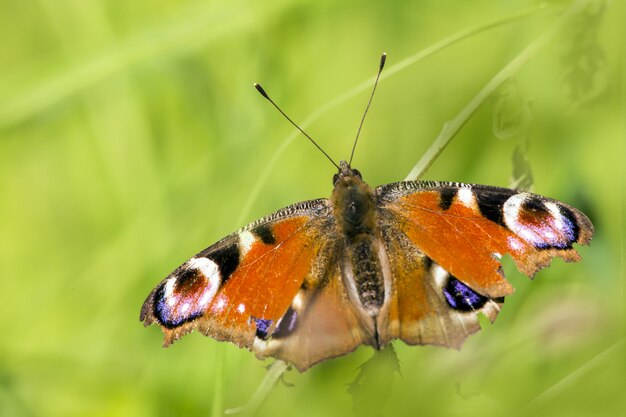 Borboleta multicolorida de perto