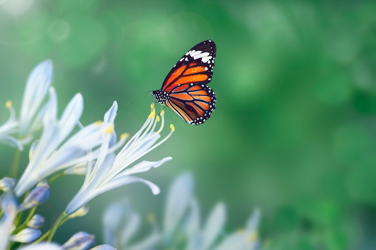 Foto grátis borboleta na natureza