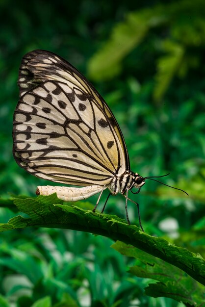 Borboleta sentado na folha com fundo de folhagem