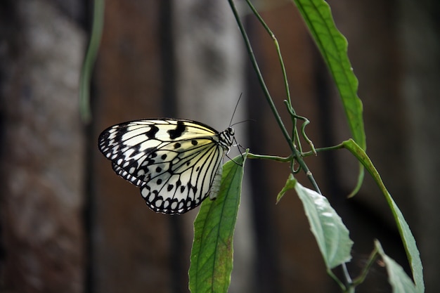 Borboleta transparente brilhante