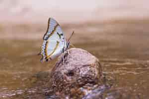 Foto grátis borboleta