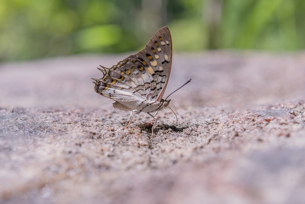 Borboleta