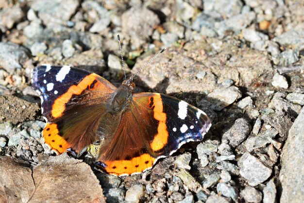 borboleta