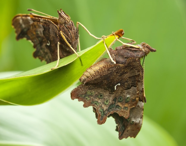 Borboleta