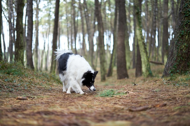 Border collie branco e preto em uma paisagem de floresta