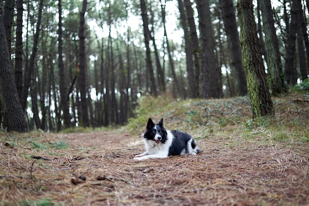 Border collie branco e preto em uma paisagem de floresta