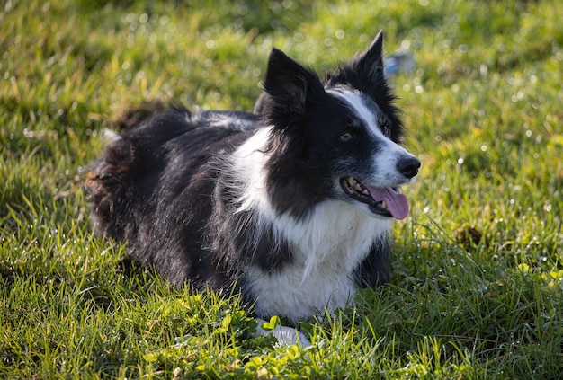 Border collie preto e branco deitado na grama verde