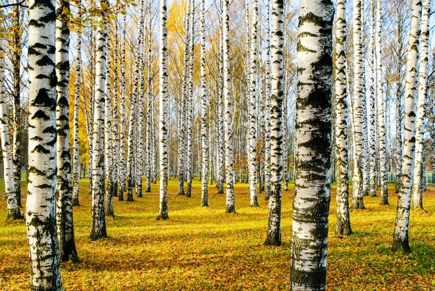 Bosque de bétulas no outono