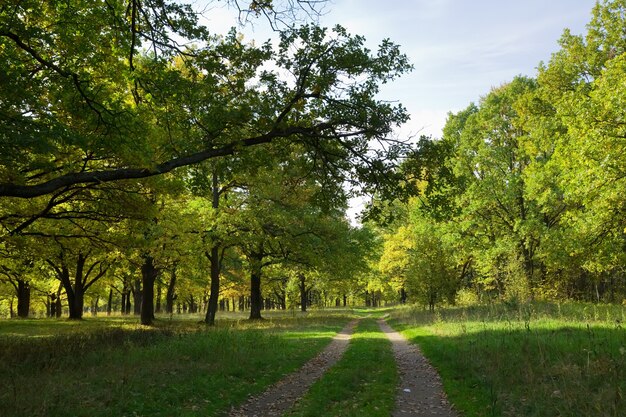 Bosque de carvalho no verão