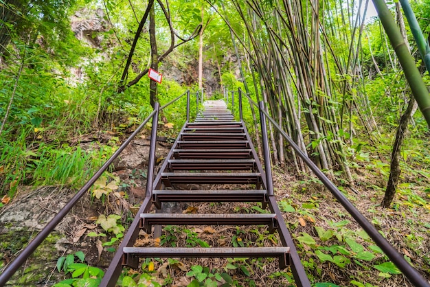 Foto grátis bosque visto montaña desde una