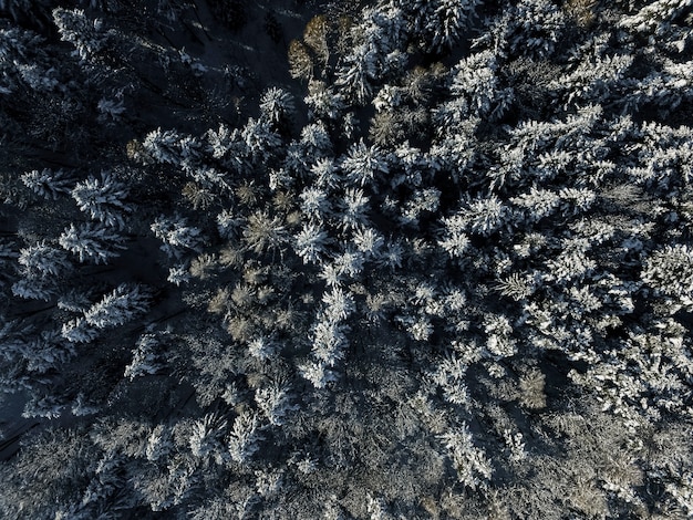 Bosques de folhas verdes de cima