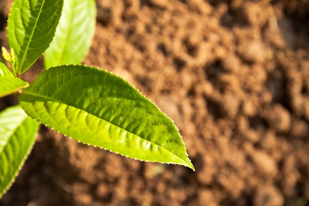 Foto grátis botânica prosperar tempo nurture desenvolver