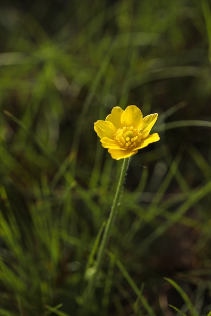Botão de ouro outono, botão dourado, Ranunculus bullatus