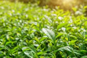 Foto grátis botão e folhas de chá verde. plantações de chá verde e sol pela manhã.