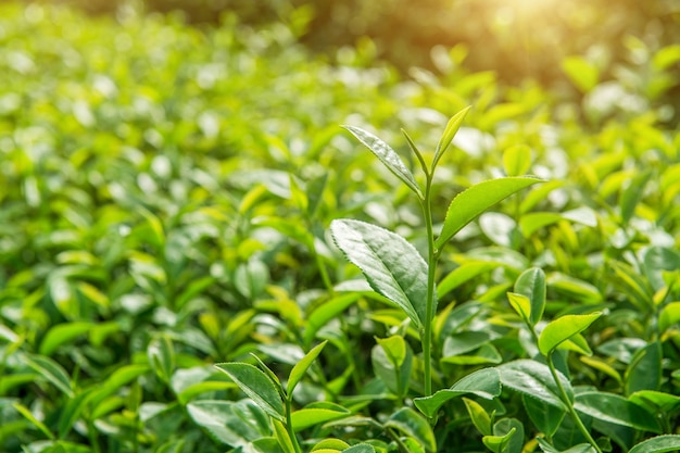 Botão e folhas de chá verde. Plantações de chá verde e sol pela manhã.