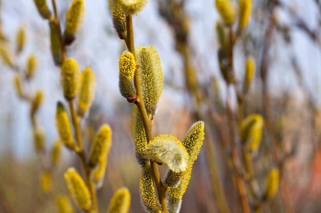 botões de primavera