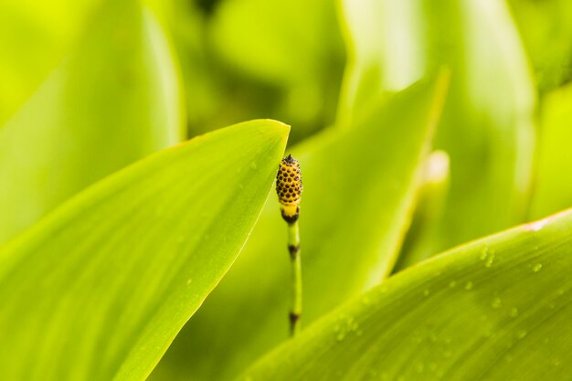 Botões entre as folhas verdes