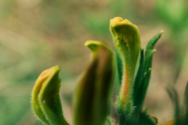 Botões verdes peludos