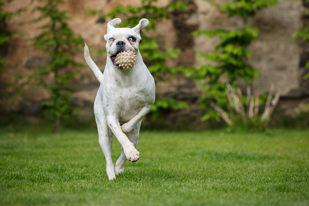 Foto grátis boxer alemão branco único