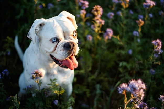 Foto grátis boxer alemão branco único