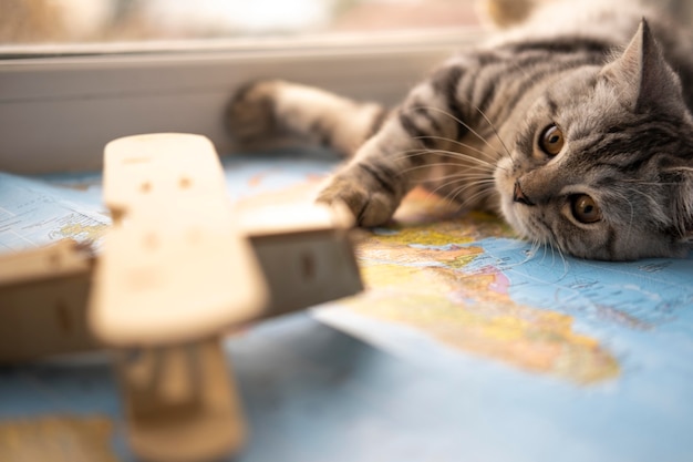 Brinquedo borrado e gato descansando em um mapa