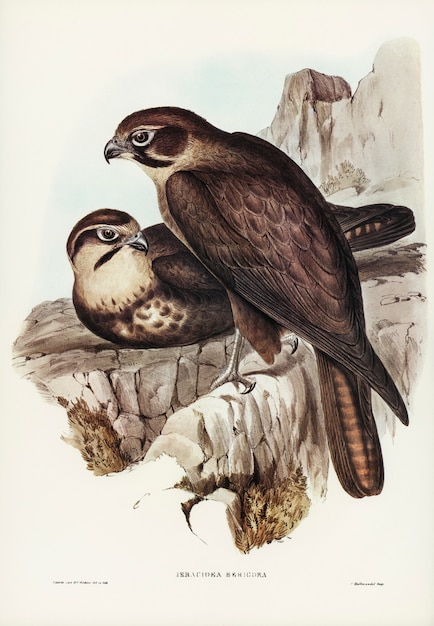 Brown hawk (ieracidea berigora) ilustrado por elizabeth gould