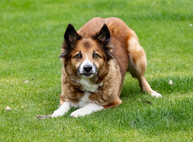 Brown islandês Sheepdog no parque