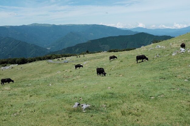 Brown vacas pastando no campo de grama em uma colina rodeada por montanhas sob um céu azul