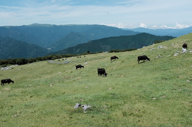 Brown vacas pastando no campo de grama em uma colina rodeada por montanhas sob um céu azul