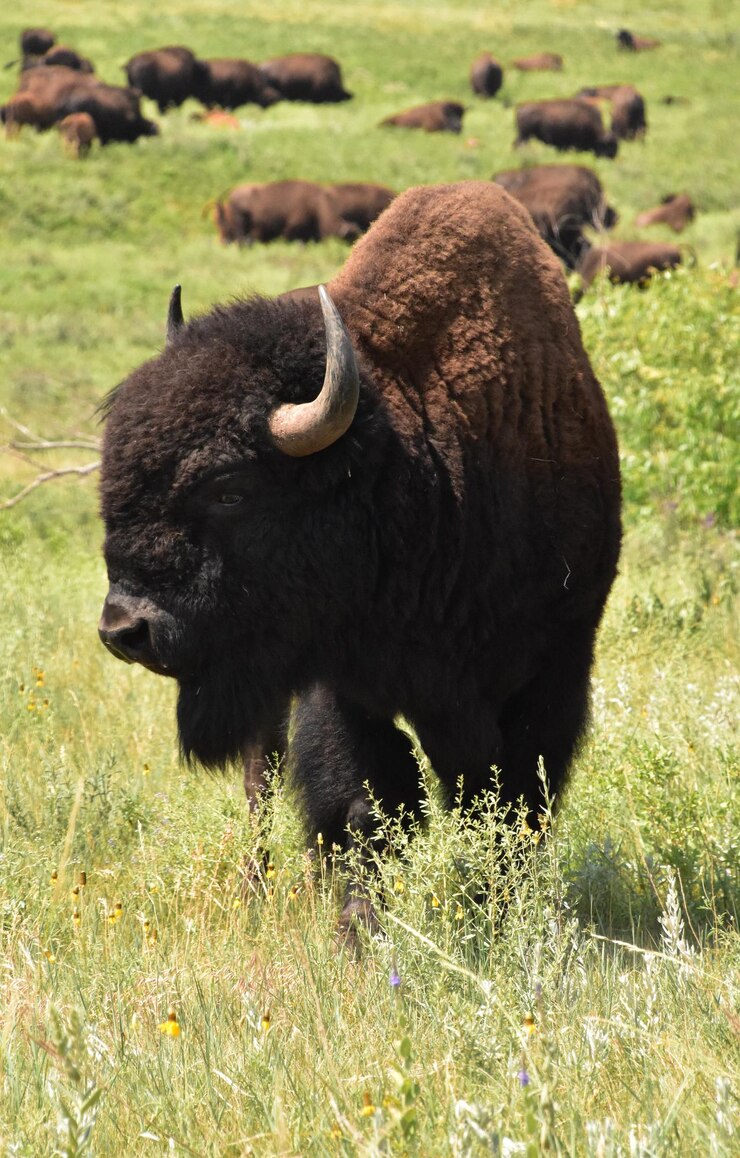 Foto grátis búfalo marrom desgrenhado em um rebanho durante o verão em dakota do norte