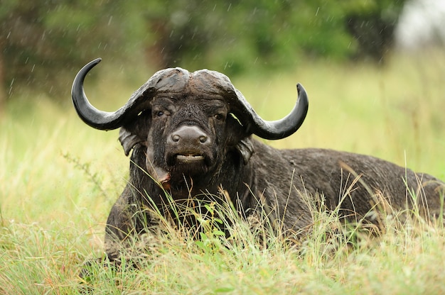 Búfalo preto grande, descansando no campo coberto de grama sob a chuva