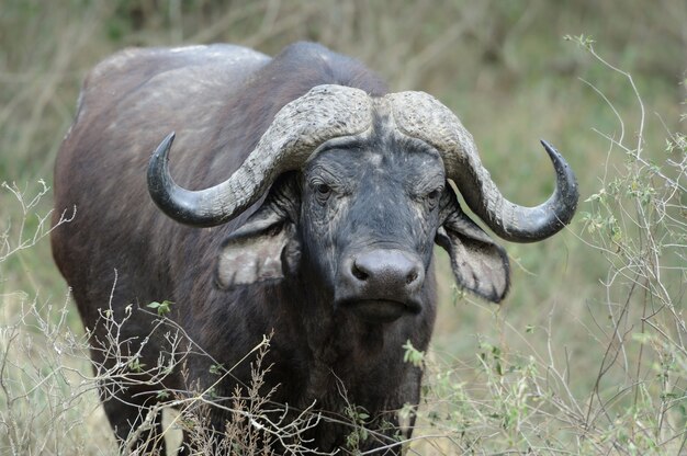 Búfalo selvagem africano