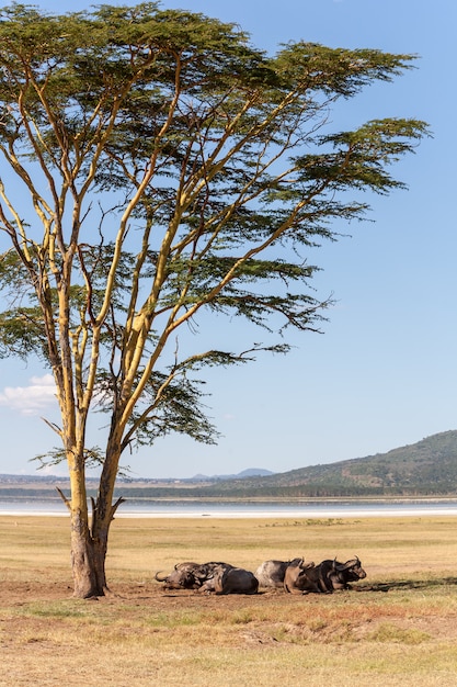 Foto grátis búfalos africanos selvagens na savana