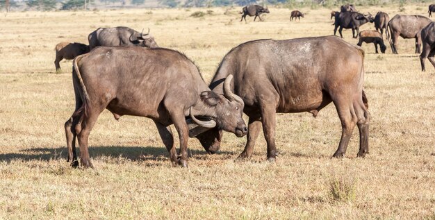 Búfalos africanos selvagens. Quênia, África