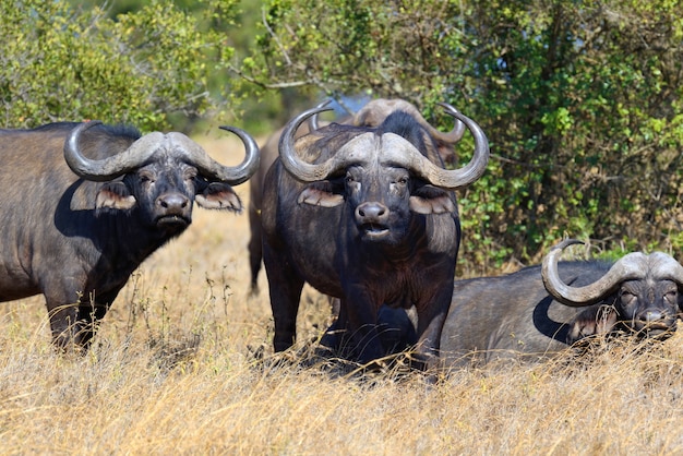 Búfalos selvagens africanos