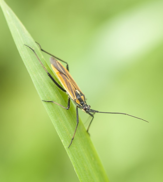 Foto grátis bug em uma folha