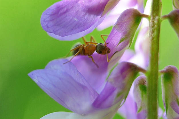 Bug em uma planta