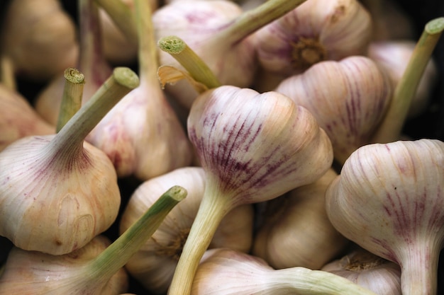 Bulbos de alho aromáticos frescos