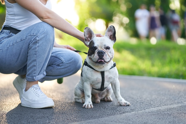 Buldogue francês sentado no chão do parque