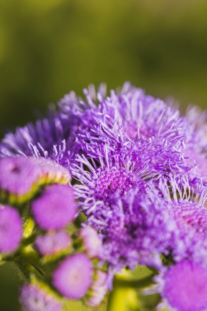 Buquê de maravilhosas flores violetas
