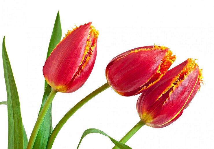 Foto grátis buquê de primavera de tulipas vermelhas isoladas