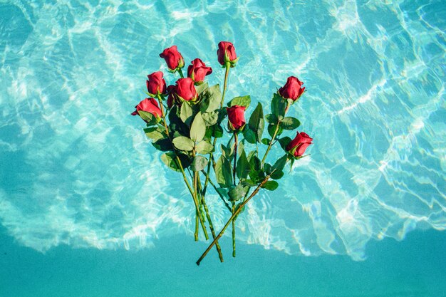 Buquê de rosas vermelhas, pairando na água