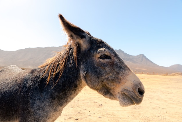 Burro no estacionamento da Playa de Cofete na Ilha de Fuerteventura, Espanha