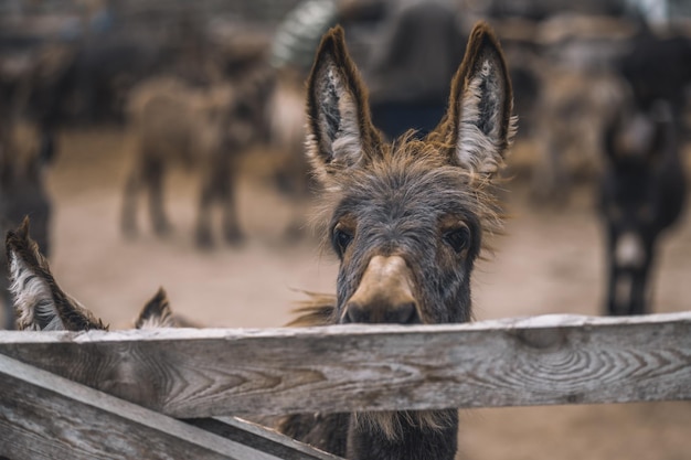 Burro olhando através da cerca do curral