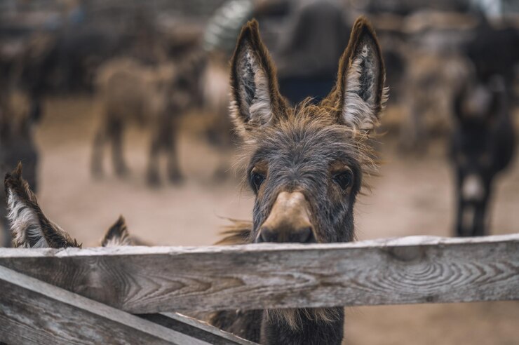 Foto grátis burro olhando através da cerca do curral