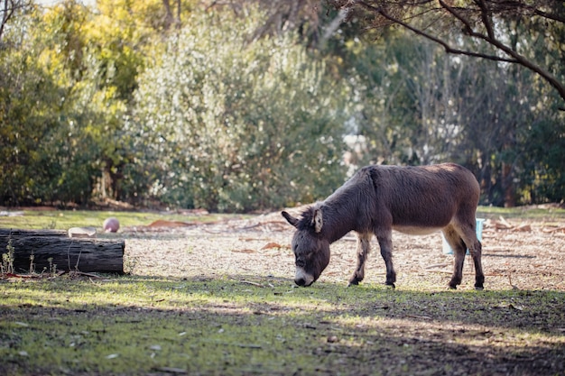 Foto grátis burro pastando