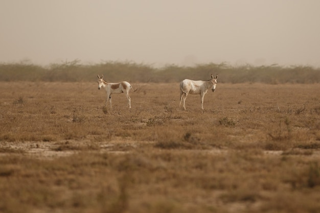 burros selvagens no deserto