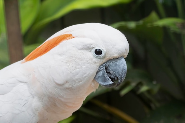 Cabeça de cacatua de crista de salmão closeup de cabeça de cacatua de crista de salmão