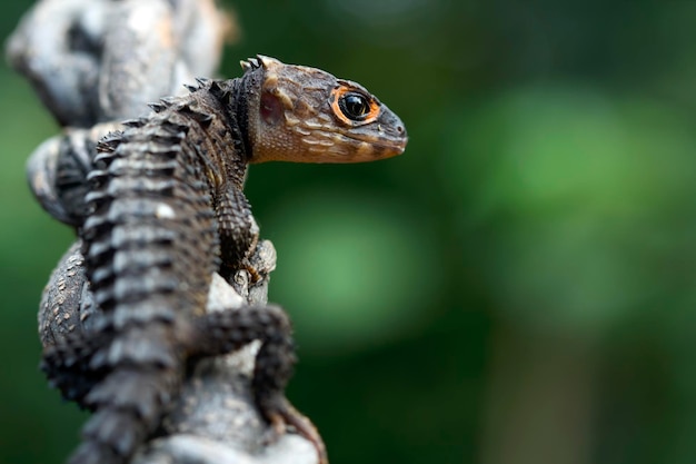 Foto grátis cabeça de closeup de crocodilo skink vista lateral